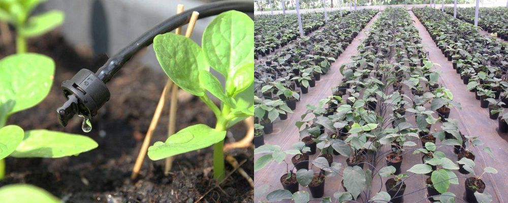 ứng dụng của ống tươi dekko 16mm