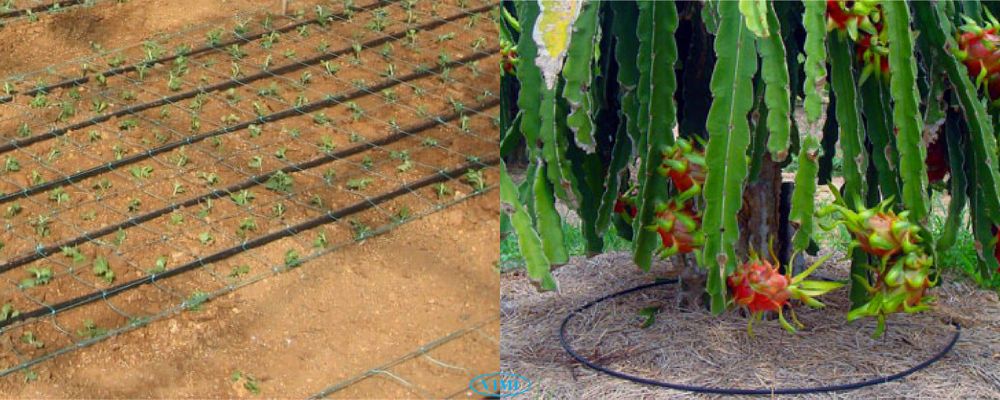 ứng dụng ống tưới dekko 20mm