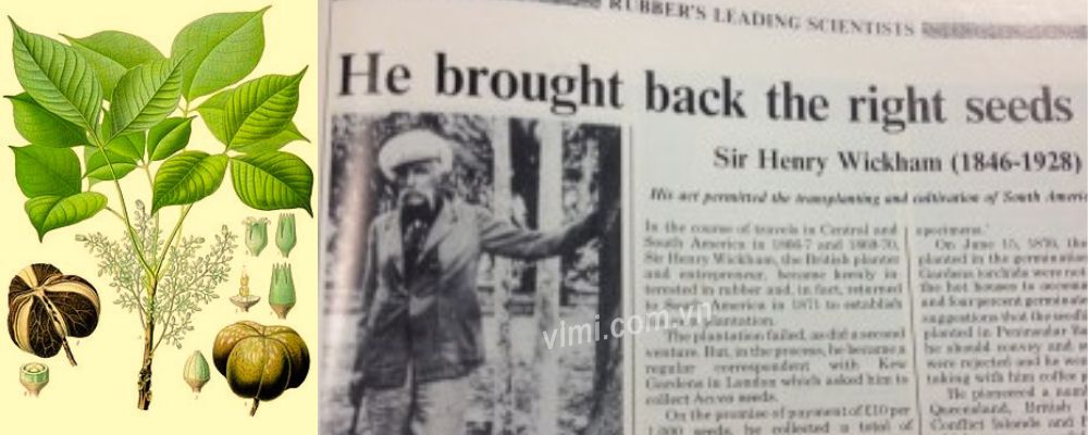 lịch sử phát triển của cao su