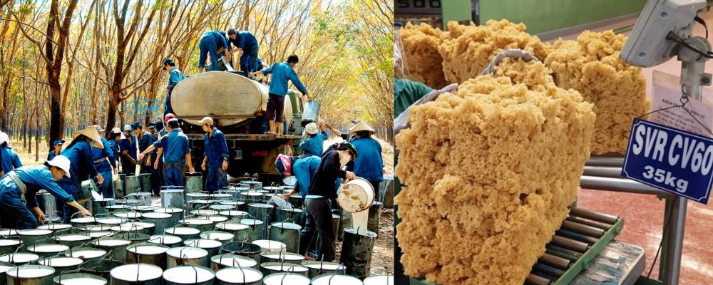 việt nam trên bản đồ cao su thế giới