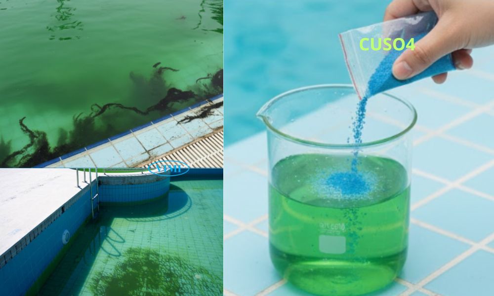 hóa chất bể bơi diệt rêu tảo