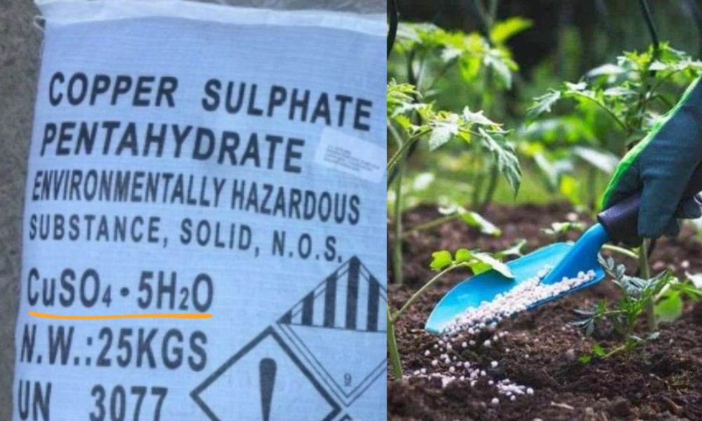 CuSo4 là chất gì - 10+ thông tin cần biết cuso4 là chất gì trong nông nghiệp